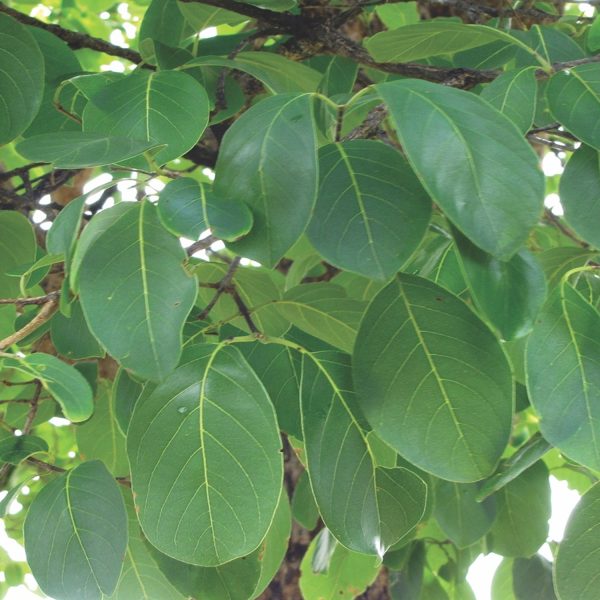 TERMINALIA CHEBULA - Image 3