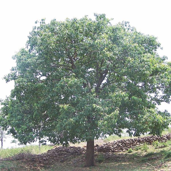 TERMINALIA CHEBULA - Image 4