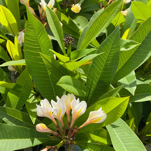 PLUMERIA ACUTIFOLIA - Image 5