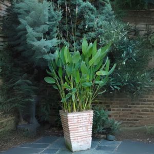 THALIA DEALBATA