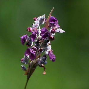 THALIA DEALBATA