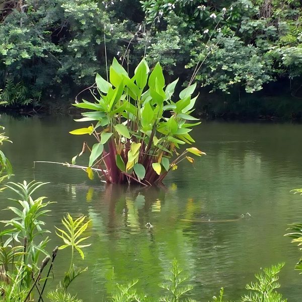 THALIA DEALBATA - Image 3