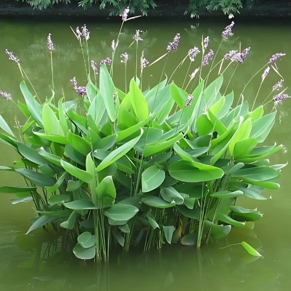 THALIA DEALBATA - Image 4