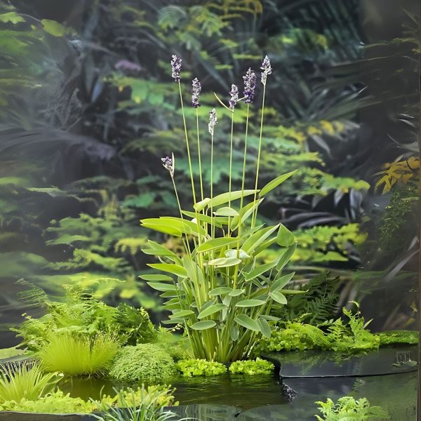 THALIA DEALBATA - Image 5