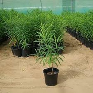 THEVETIA NERIILFOLIA