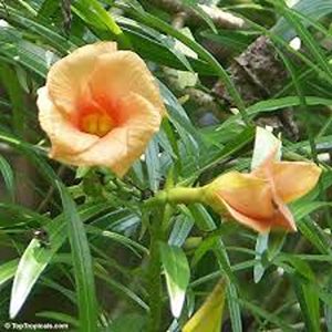 THEVETIA NERIILFOLIA