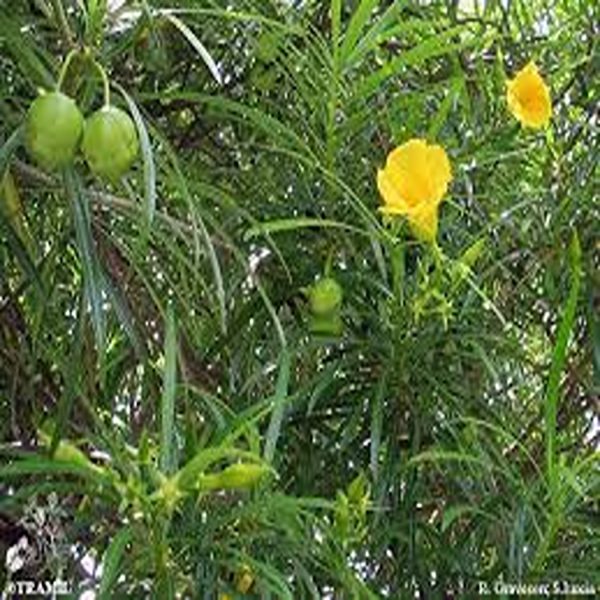 THEVETIA NERIILFOLIA - Image 3