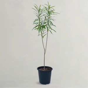 THEVETIA PERUVIANA