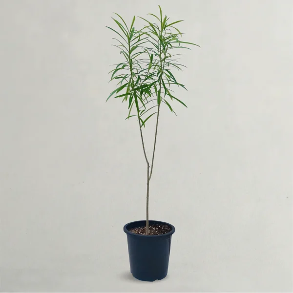 THEVETIA PERUVIANA