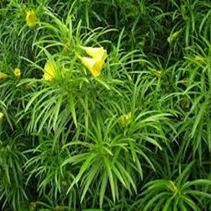 THEVETIA PERUVIANA
