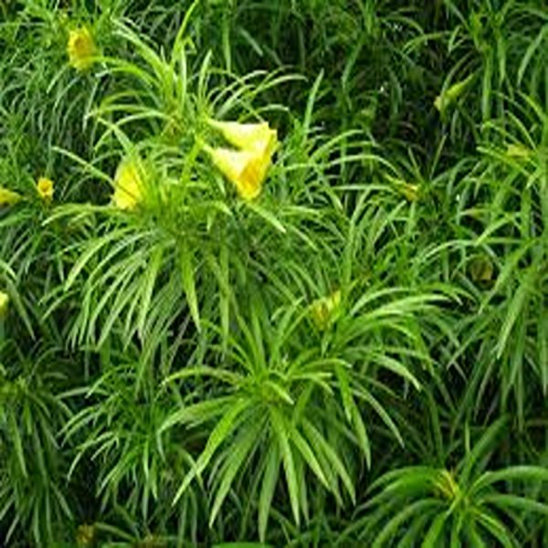 THEVETIA PERUVIANA - Image 2