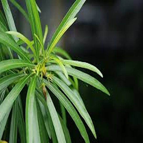 THEVETIA PERUVIANA - Image 3