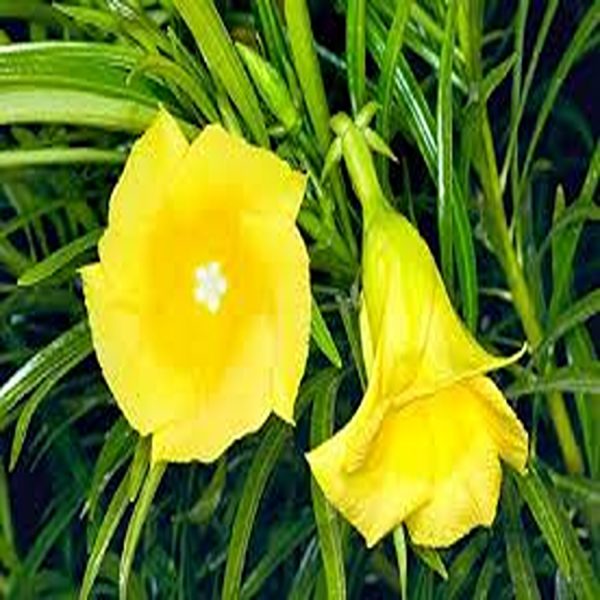 THEVETIA PERUVIANA - Image 4