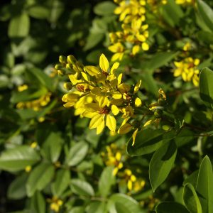 THRYALLIS GLAUCA