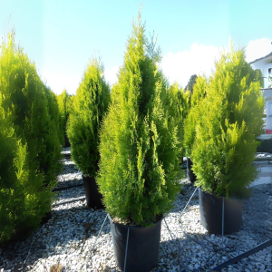 THUJA ORIENTALIS