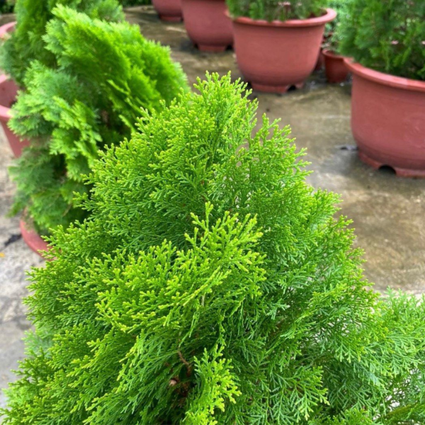 THUJA ORIENTALIS - Image 2