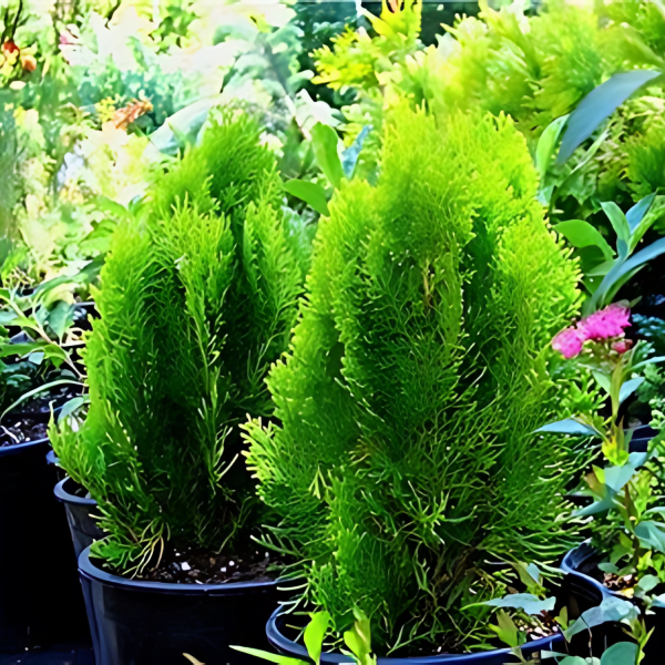 THUJA ORIENTALIS - Image 4