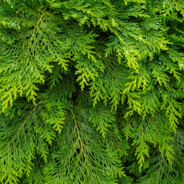 THUJA ORIENTALIS - Image 3