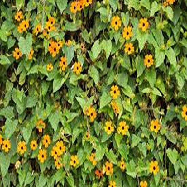 THUNBERGIA ALATA - Image 4