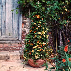 THUNBERGIA ALATA