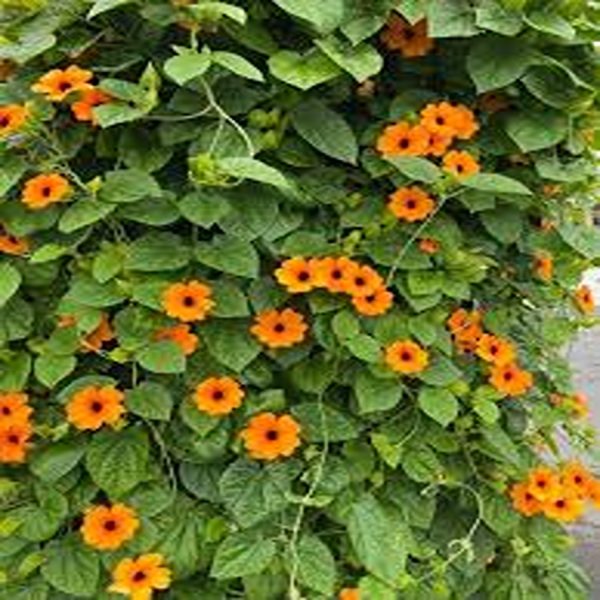 THUNBERGIA ALATA - Image 3