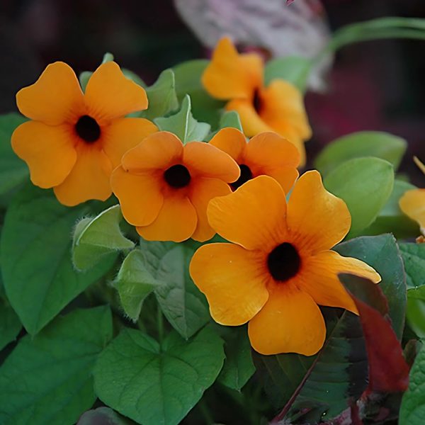 THUNBERGIA ALATA - Image 4