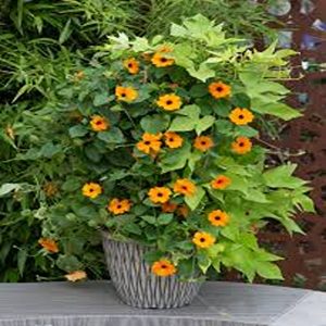 THUNBERGIA ALATA
