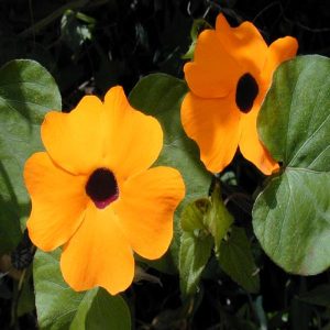 THUNBERGIA ALATA