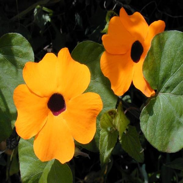 THUNBERGIA ALATA - Image 2