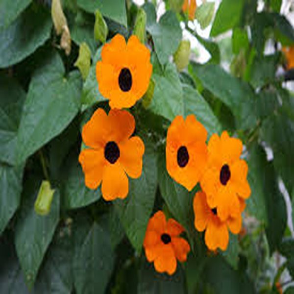 THUNBERGIA ALATA - Image 5