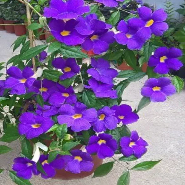 THUNBERGIA ERECTA - Image 3