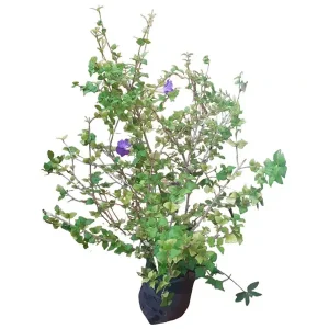 THUNBERGIA ERECTA