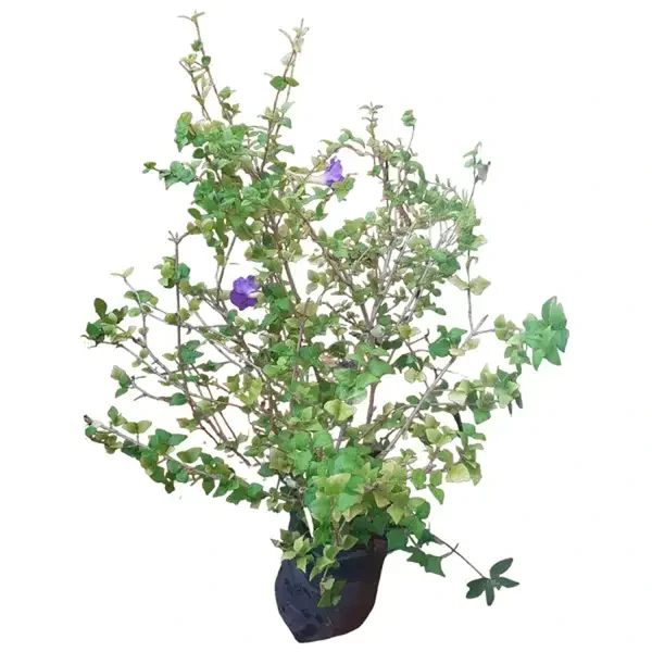 THUNBERGIA ERECTA - Image 2
