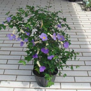 THUNBERGIA ERECTA