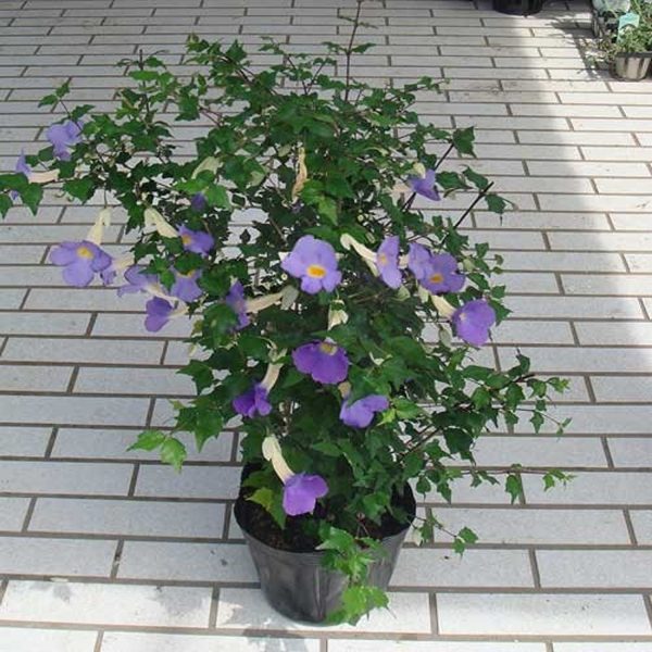 THUNBERGIA ERECTA