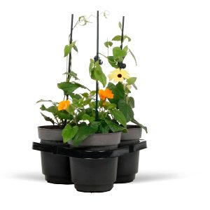 THUNBERGIA FRAG.