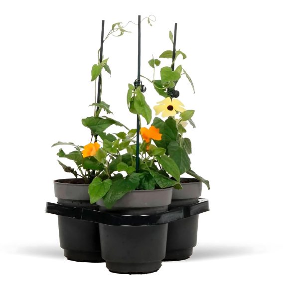 THUNBERGIA FRAG.