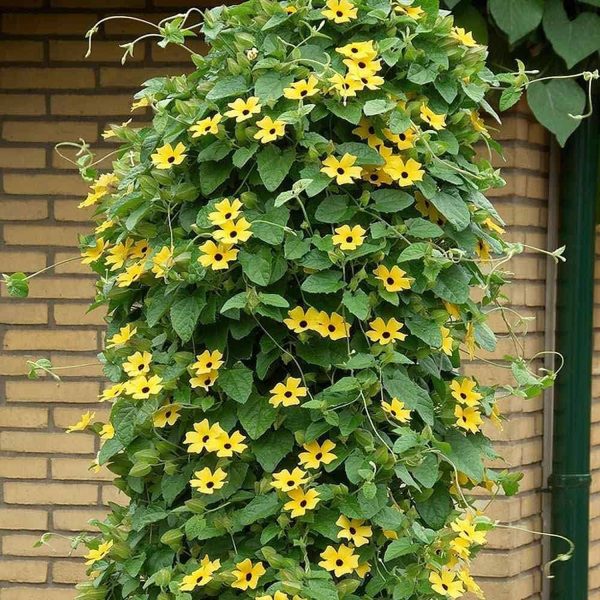 THUNBERGIA GRAN. - Image 3