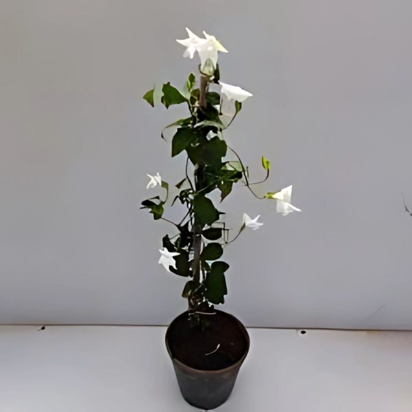 THUNBERGIA GRAN. ALBA