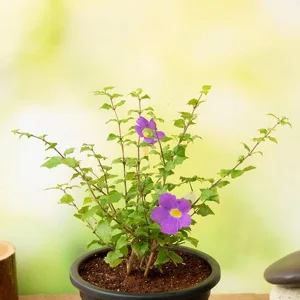 THUNBERGIA GRAN.