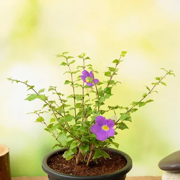 THUNBERGIA GRAN.