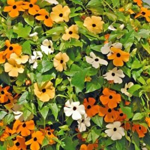 THUNBERGIA GRAN.