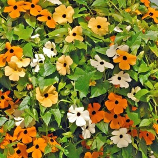 THUNBERGIA GRAN. - Image 2