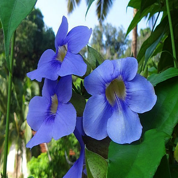 THUNBERGIA GRANDIFLORA - Image 5