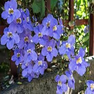 THUNBERGIA GRANDIFLORA