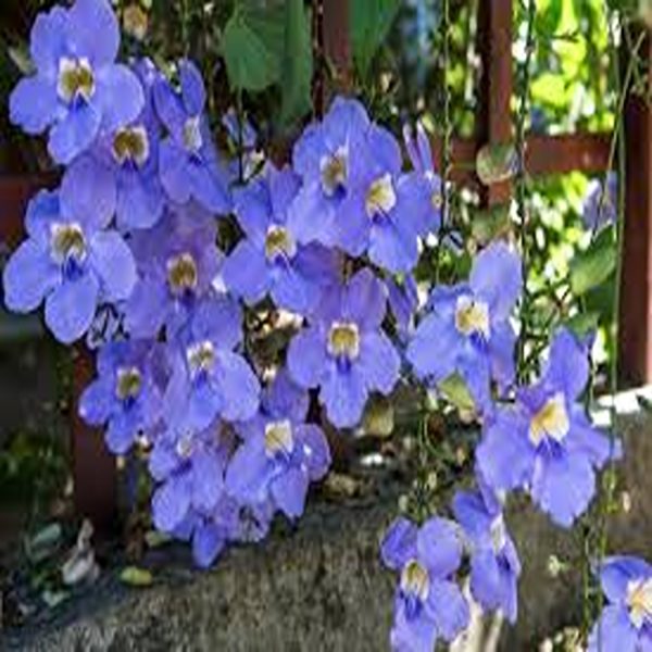THUNBERGIA GRANDIFLORA - Image 2