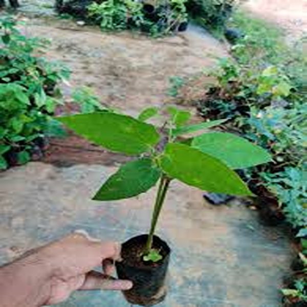THUNBERGIA GRANDIFLORA - Image 3