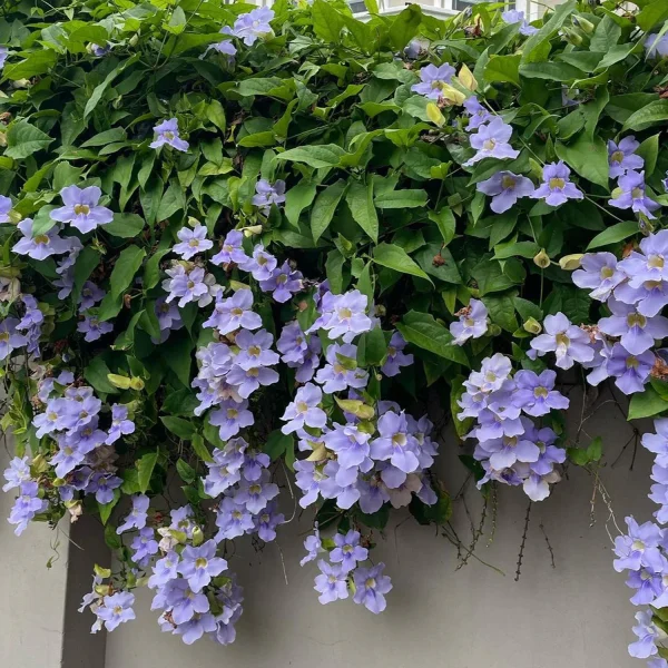THUNBERGIA GRANDIFLORA - Image 4