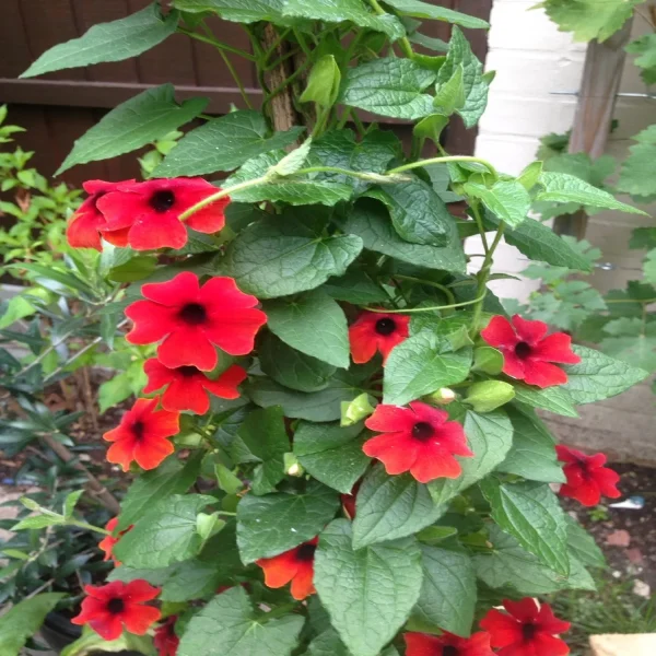 THUNBERGIA HYBRIDA - Image 3