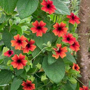 THUNBERGIA HYBRIDA
